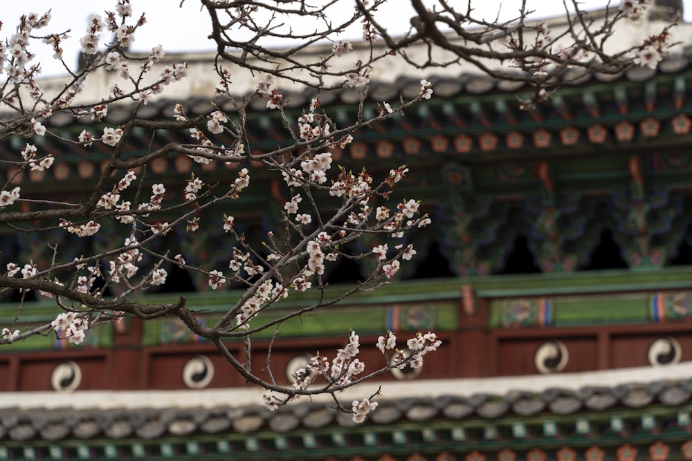 a tree with white flowers in front of a building