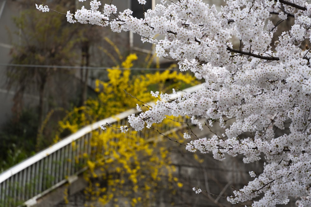 a tree with white flowers in front of a building