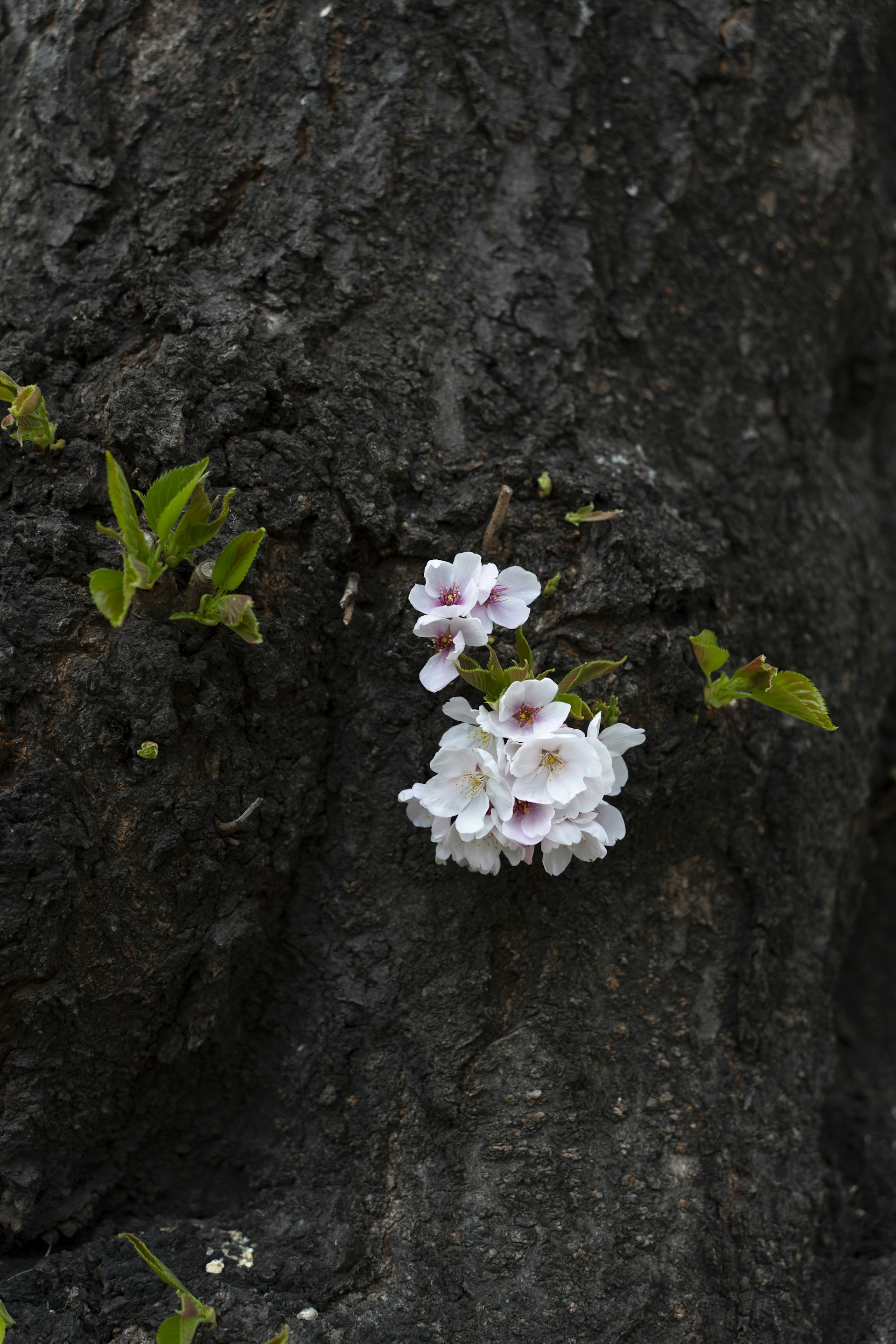 a bunch of flowers growing out of a crack in a rock