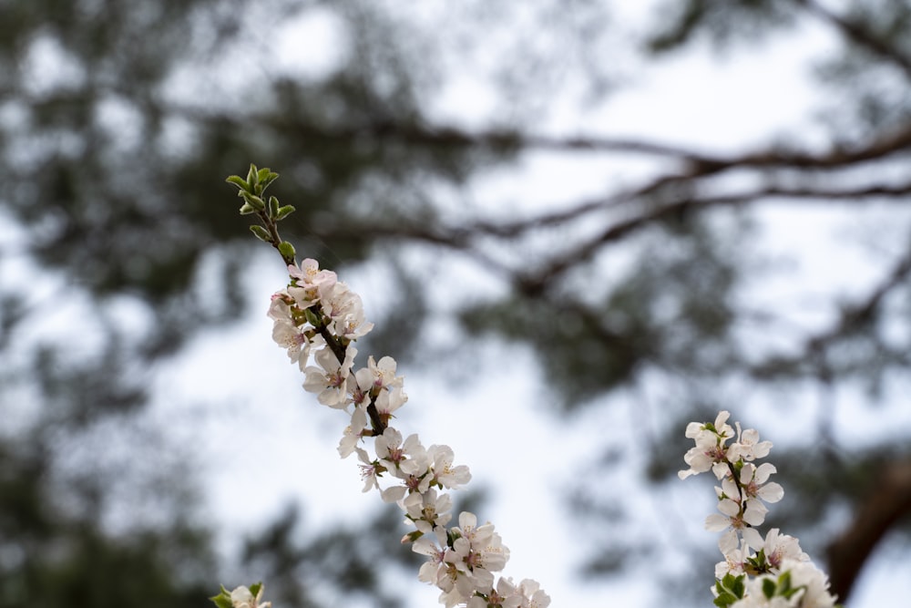 a branch of a tree with white flowers