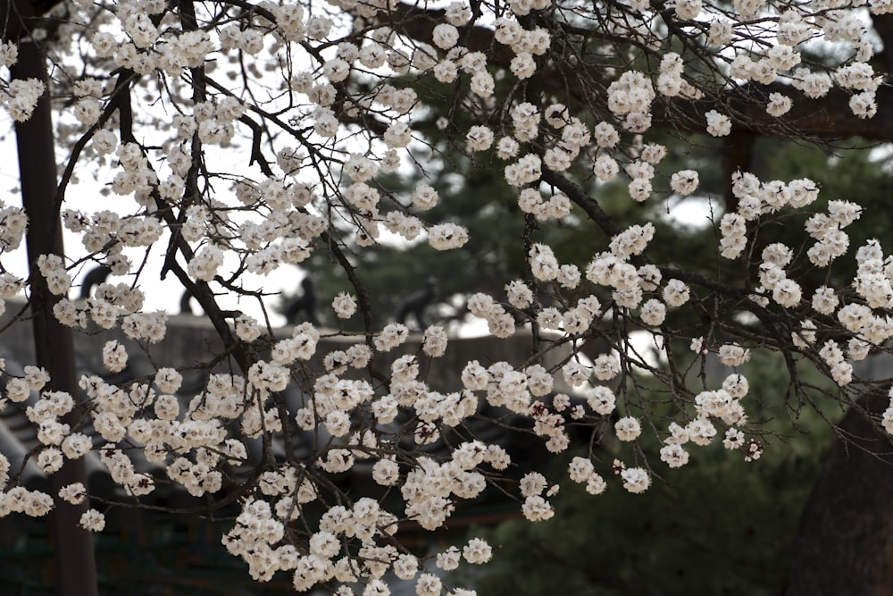 a tree with white flowers in a park