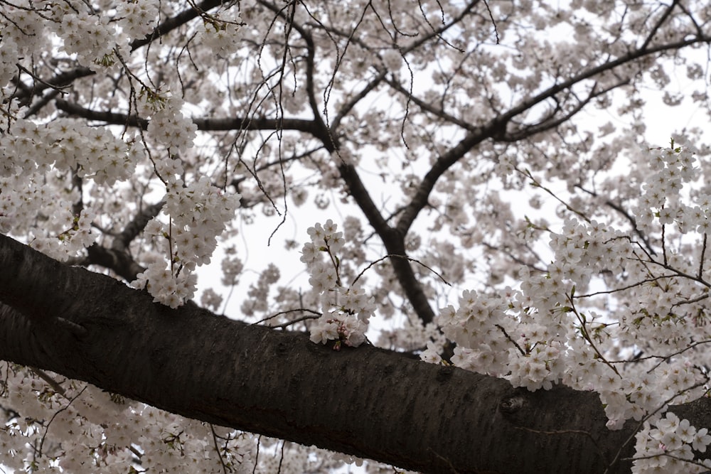 a tree branch with white flowers on it