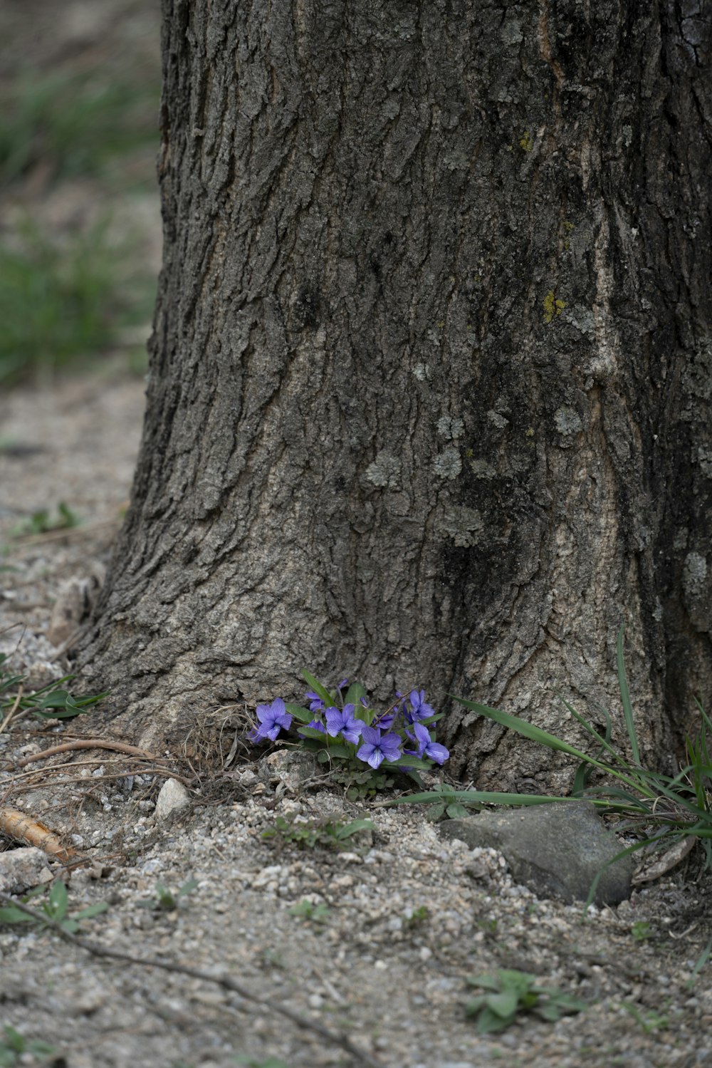 a purple flower is growing on the ground next to a tree