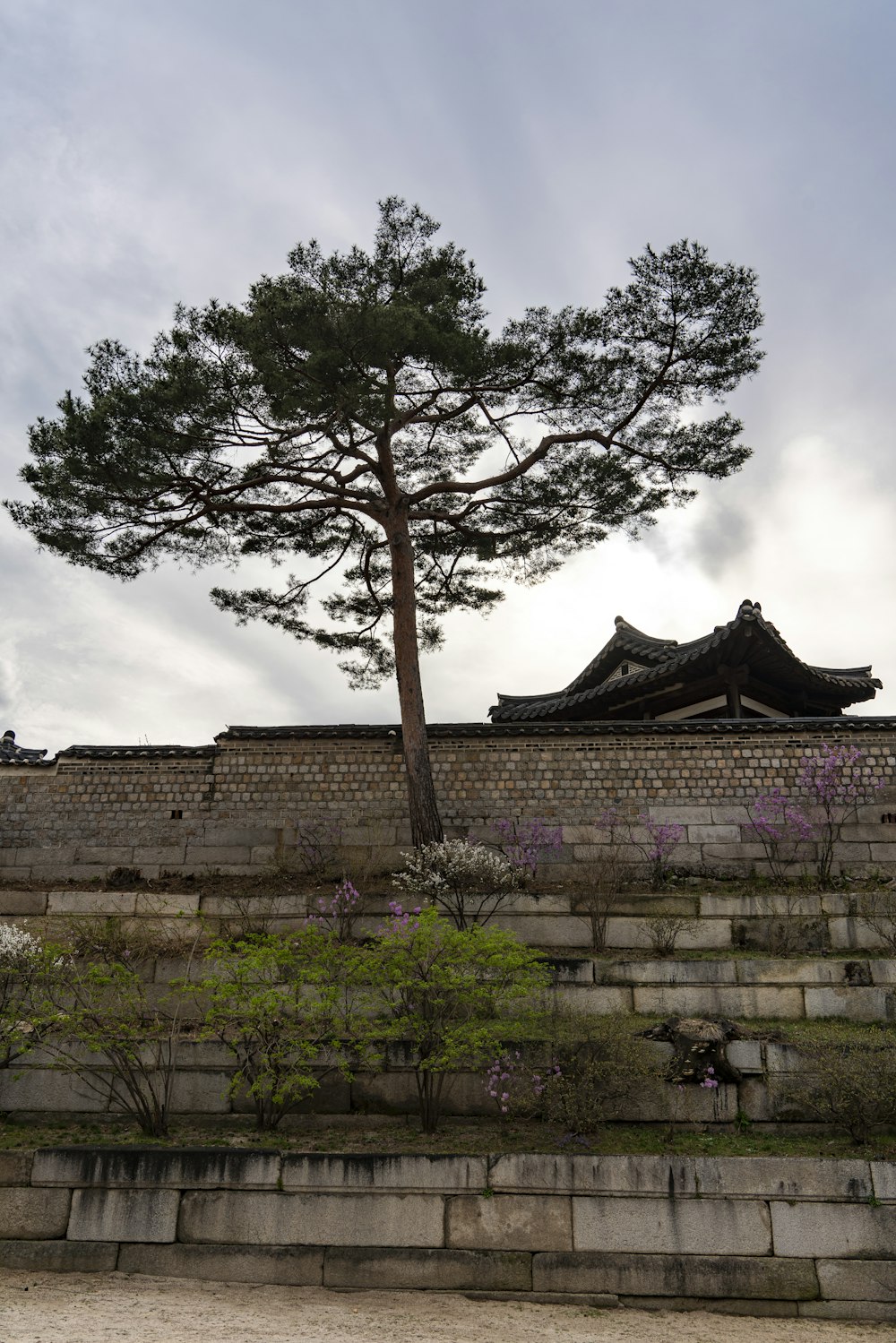 a tall tree sitting on top of a stone wall