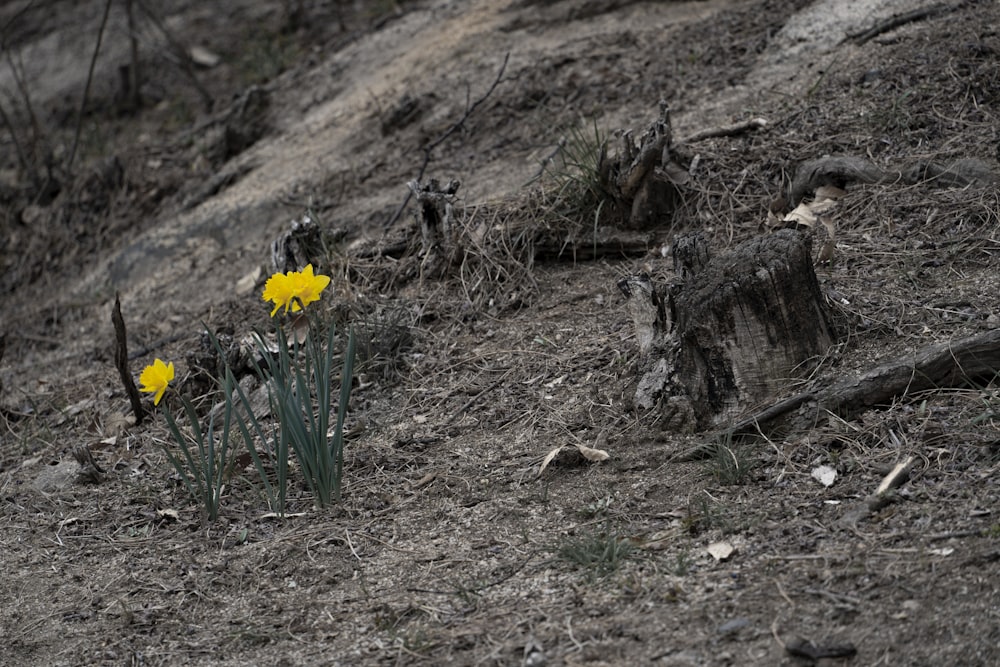 some yellow flowers growing out of the ground