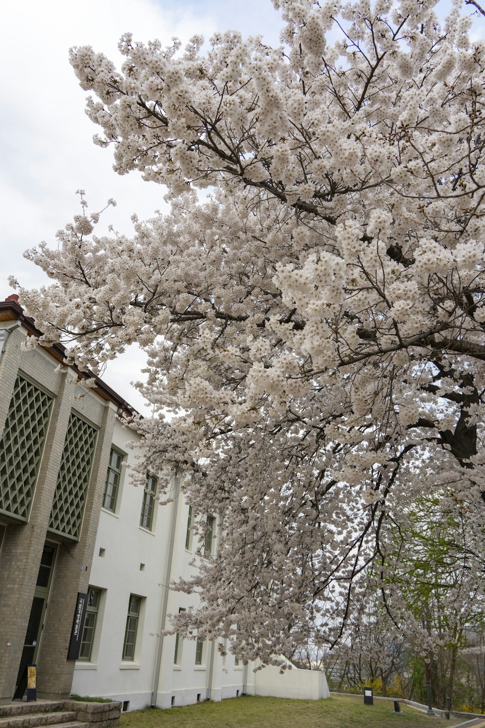 a tree with white flowers in front of a building