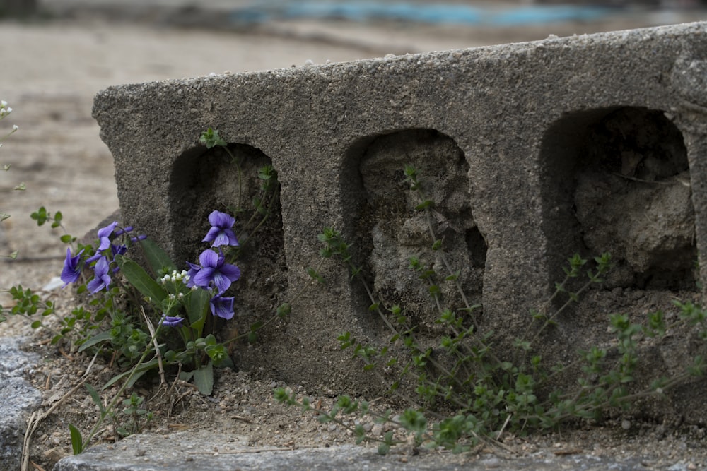 a stone wall with flowers growing out of it