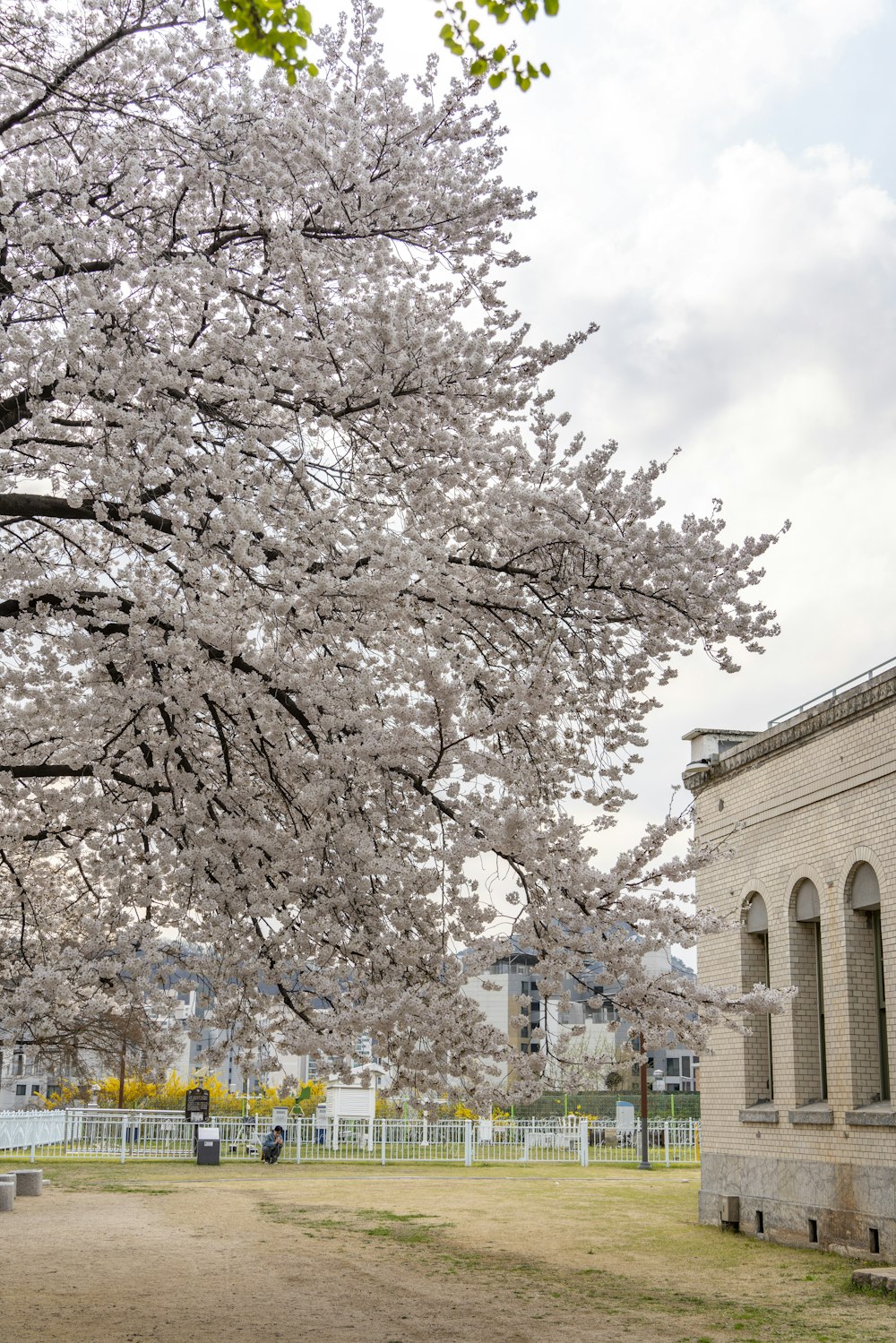 un árbol con flores blancas frente a un edificio