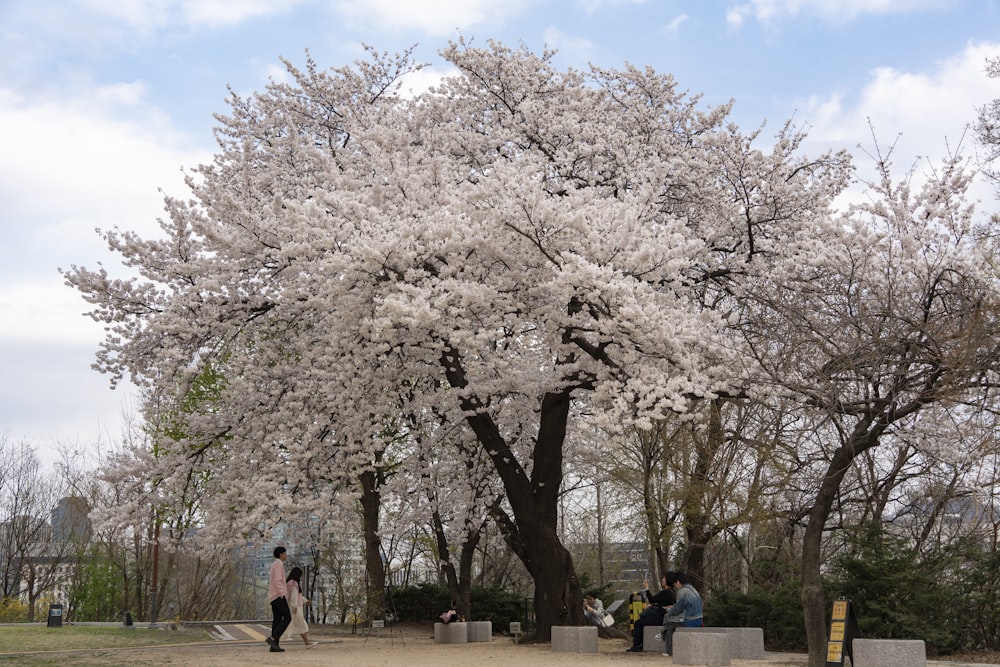 a group of people sitting under a large white tree