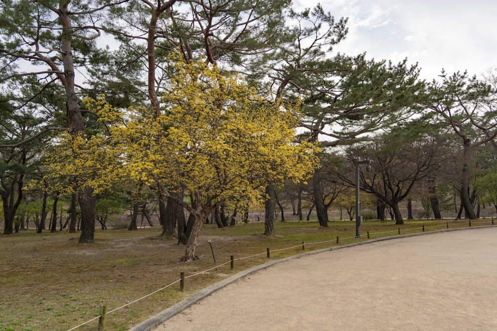 a tree with yellow leaves in a park