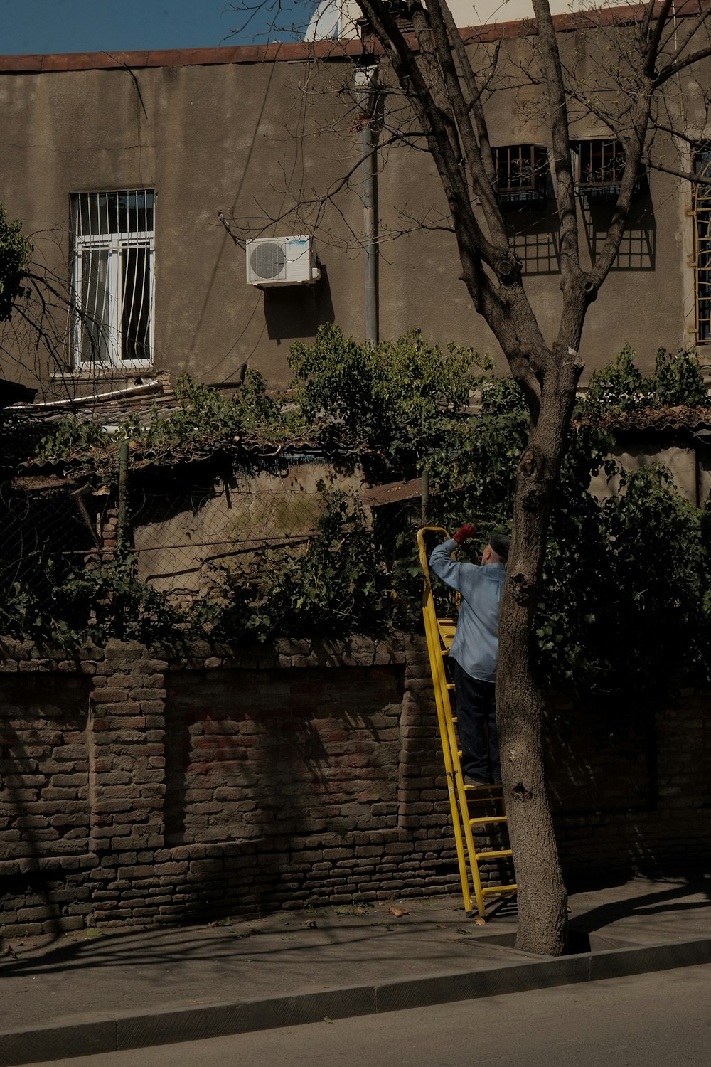 a man standing on a yellow ladder next to a tree