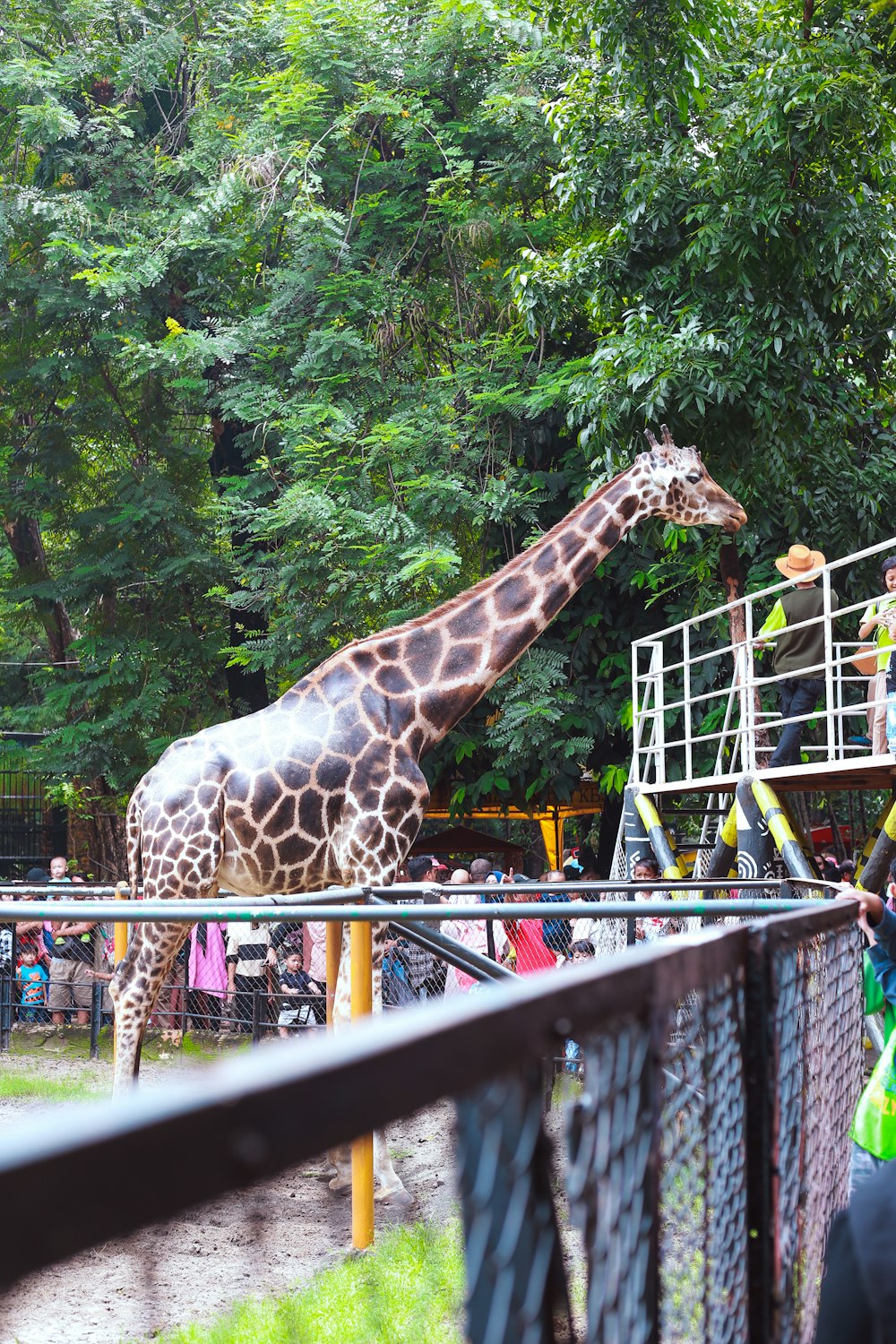 a giraffe standing next to a tall metal fence