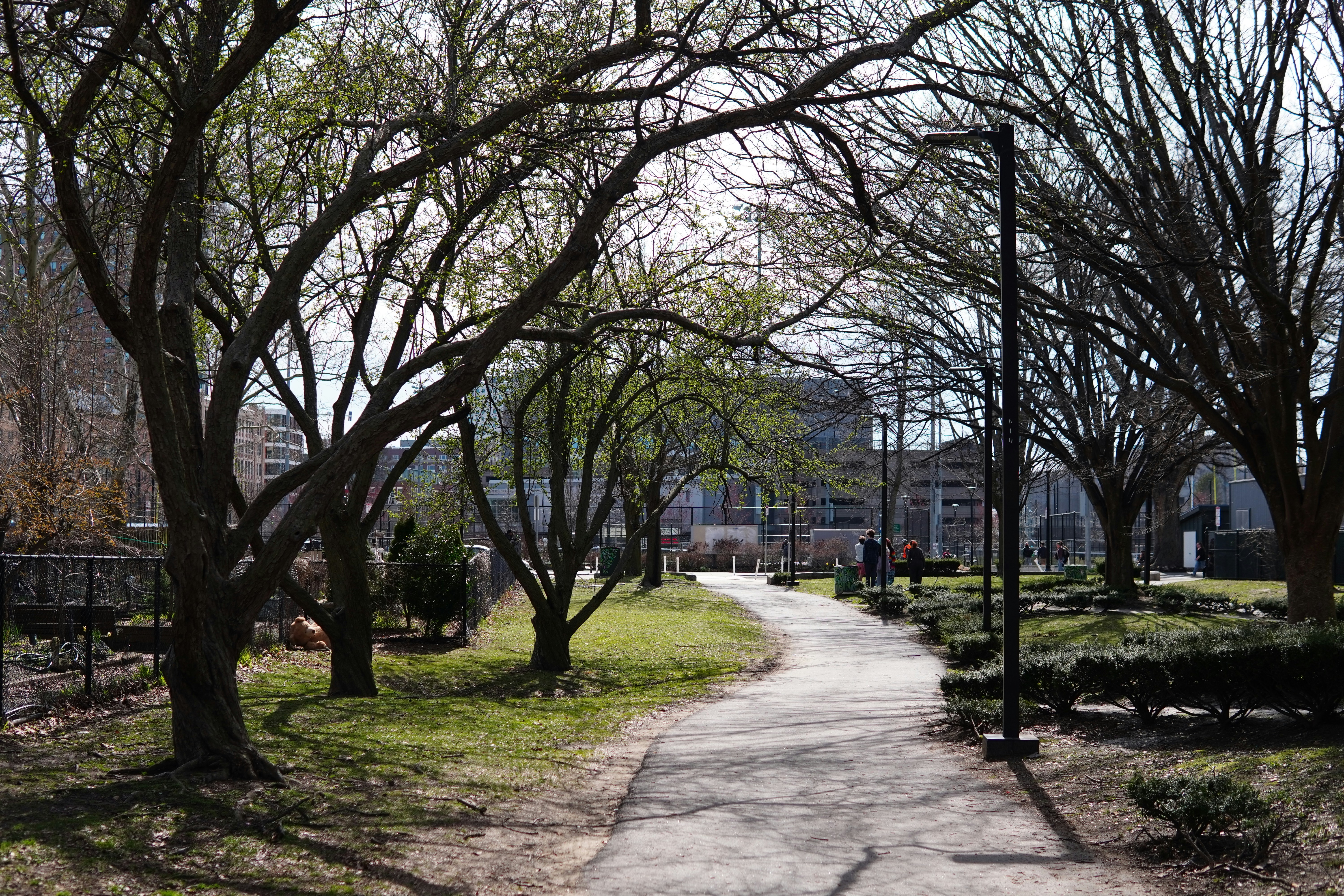a path in a park lined with trees