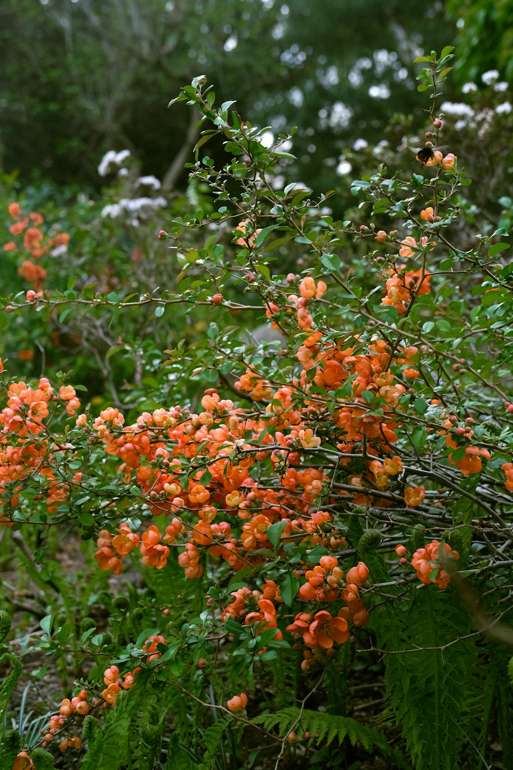 a bush with orange flowers and green leaves