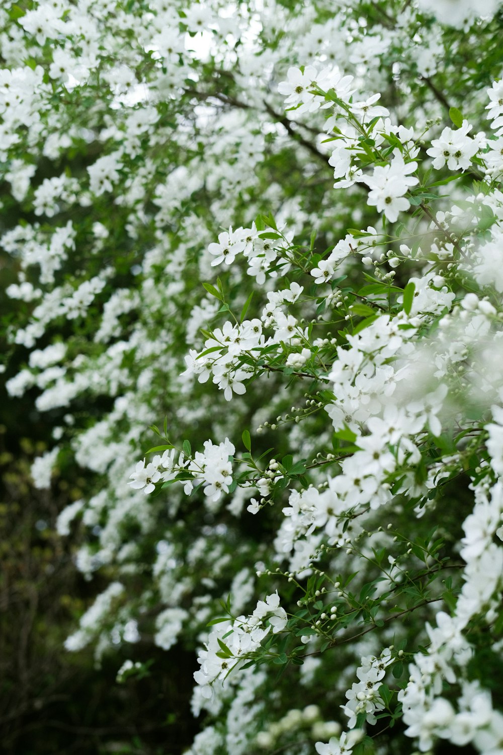 a tree with white flowers and green leaves