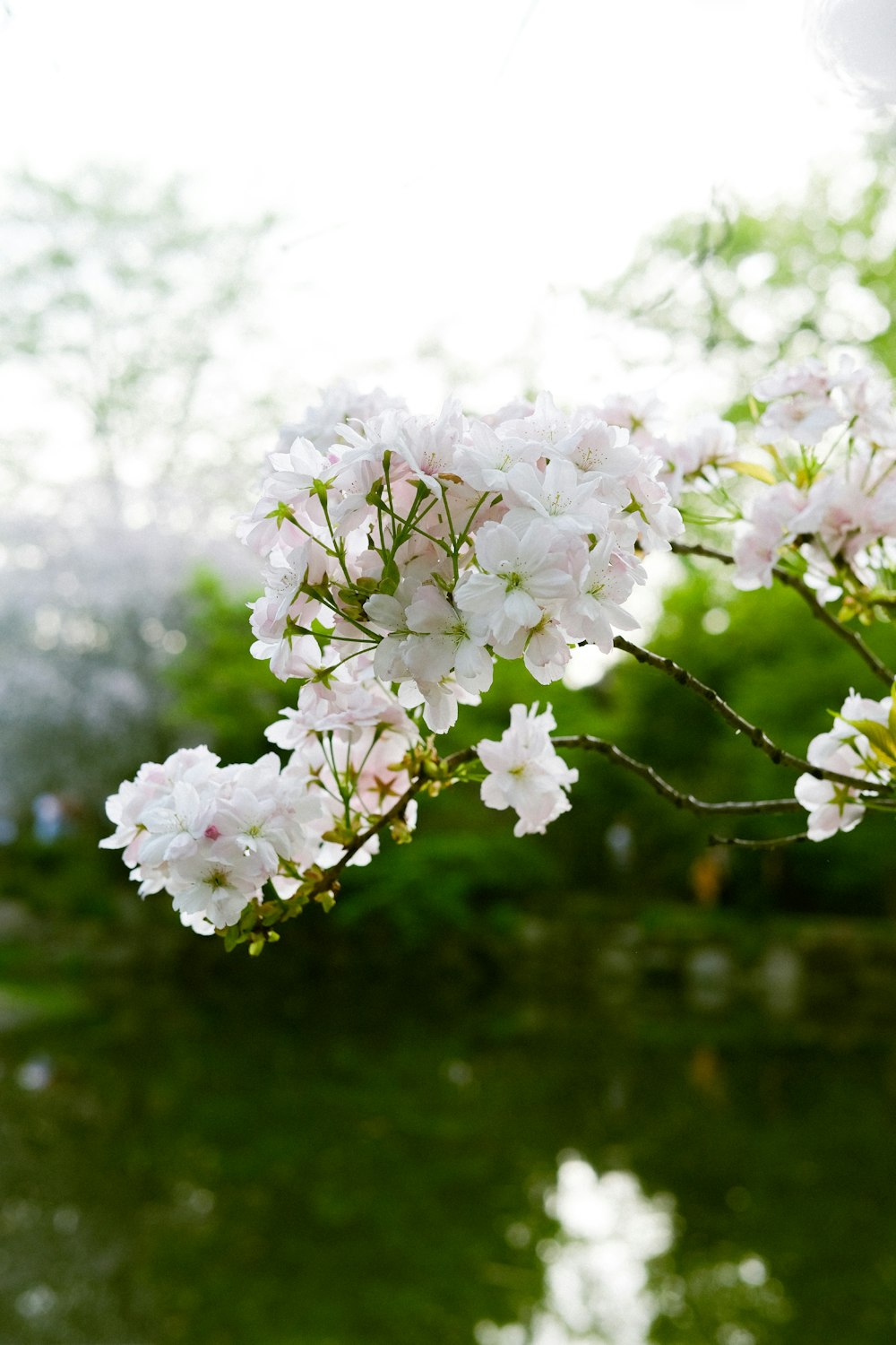 a branch of a tree with white flowers