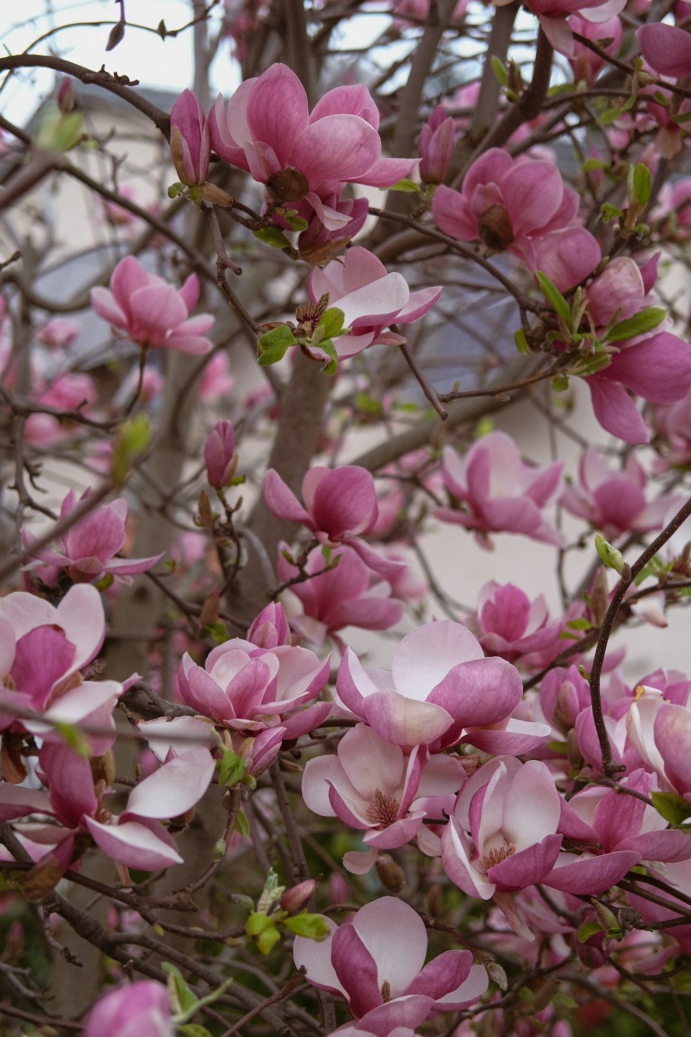 a bunch of pink flowers on a tree