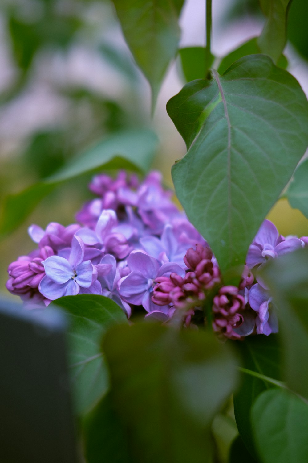 a bunch of purple flowers that are on a tree