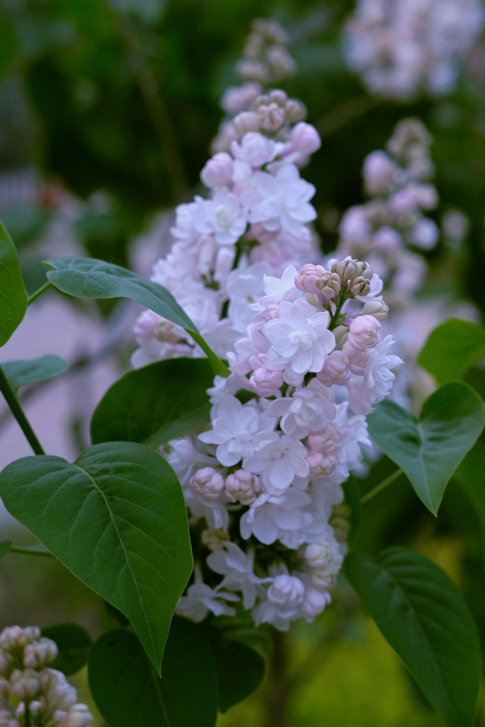 a close up of a bunch of flowers on a tree