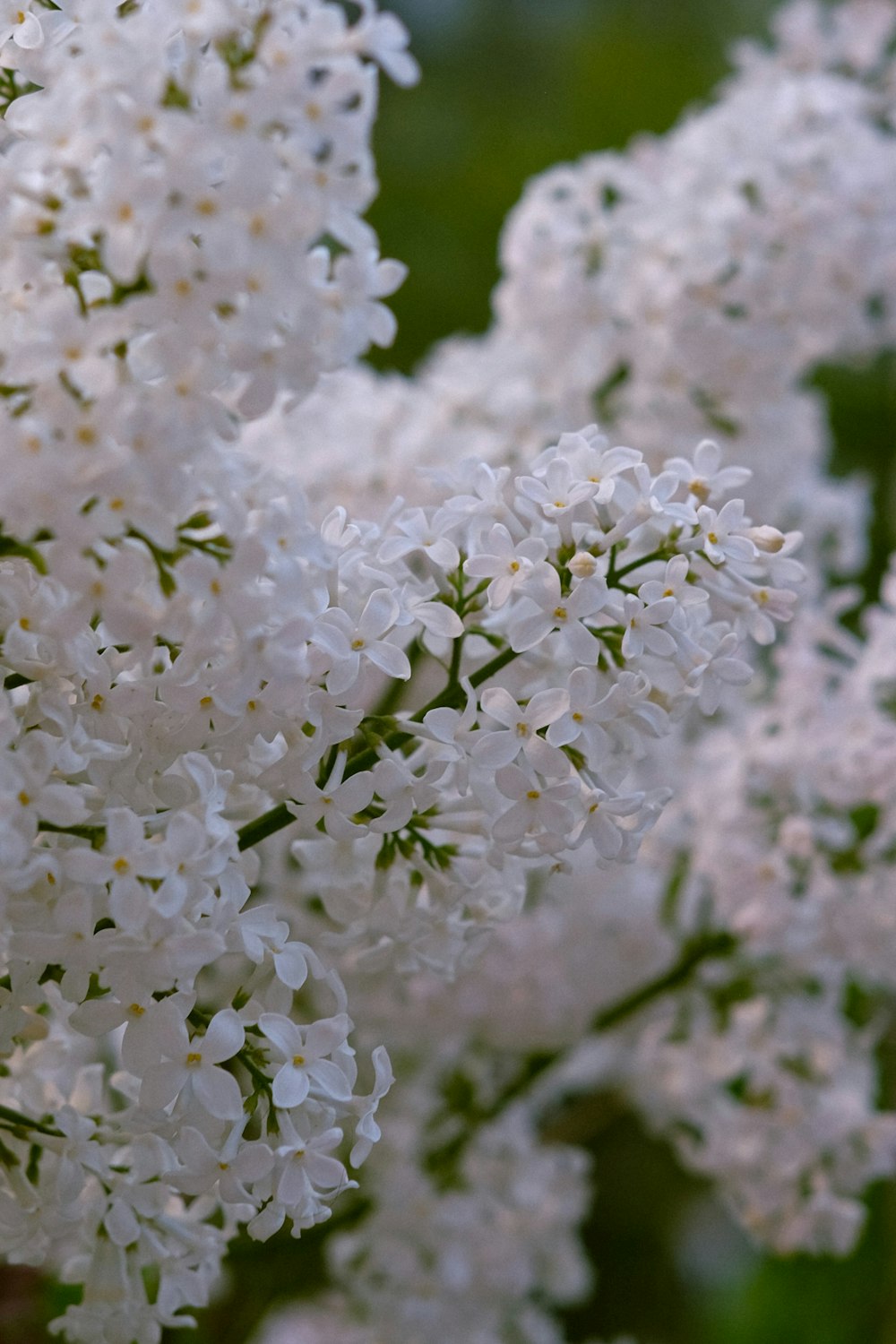 a bunch of white flowers that are in a vase