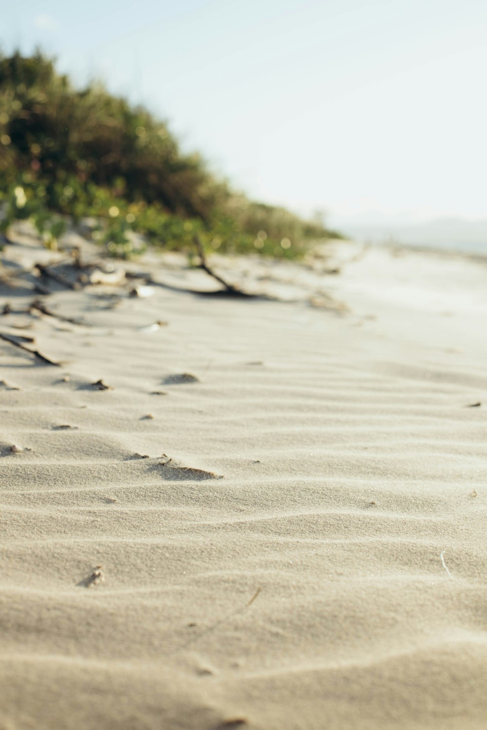 a close up of a sandy beach with trees in the background