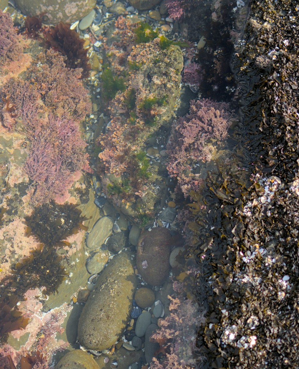 a view of the water from above of rocks and seaweed