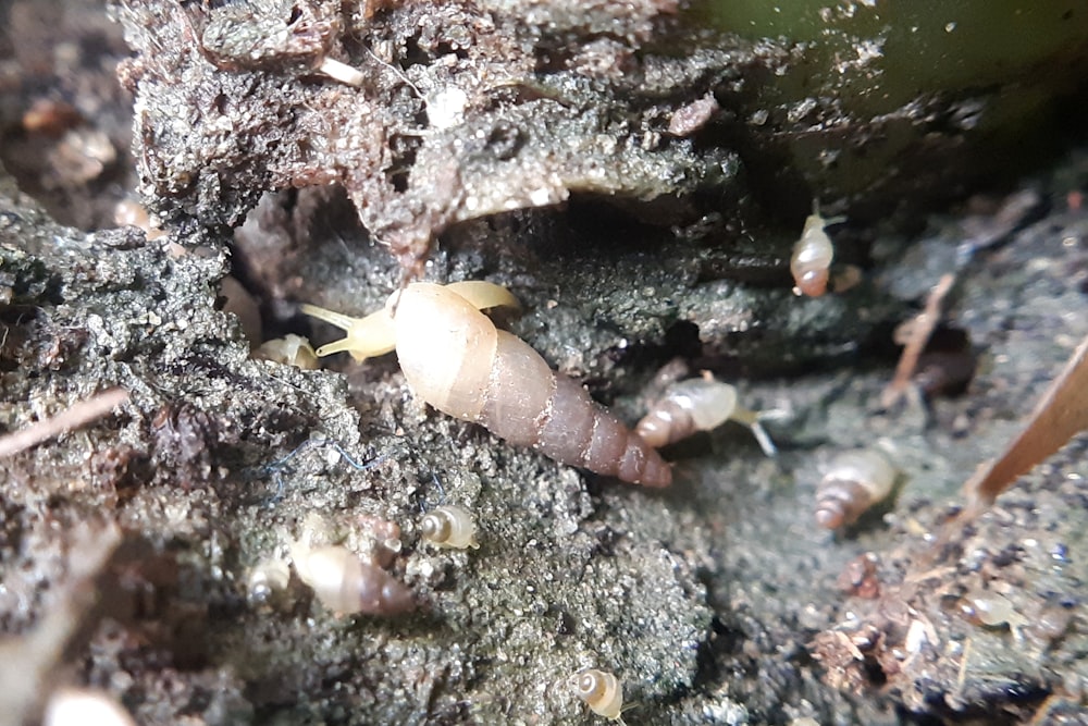 Un primo piano di un gruppo di insetti su una roccia