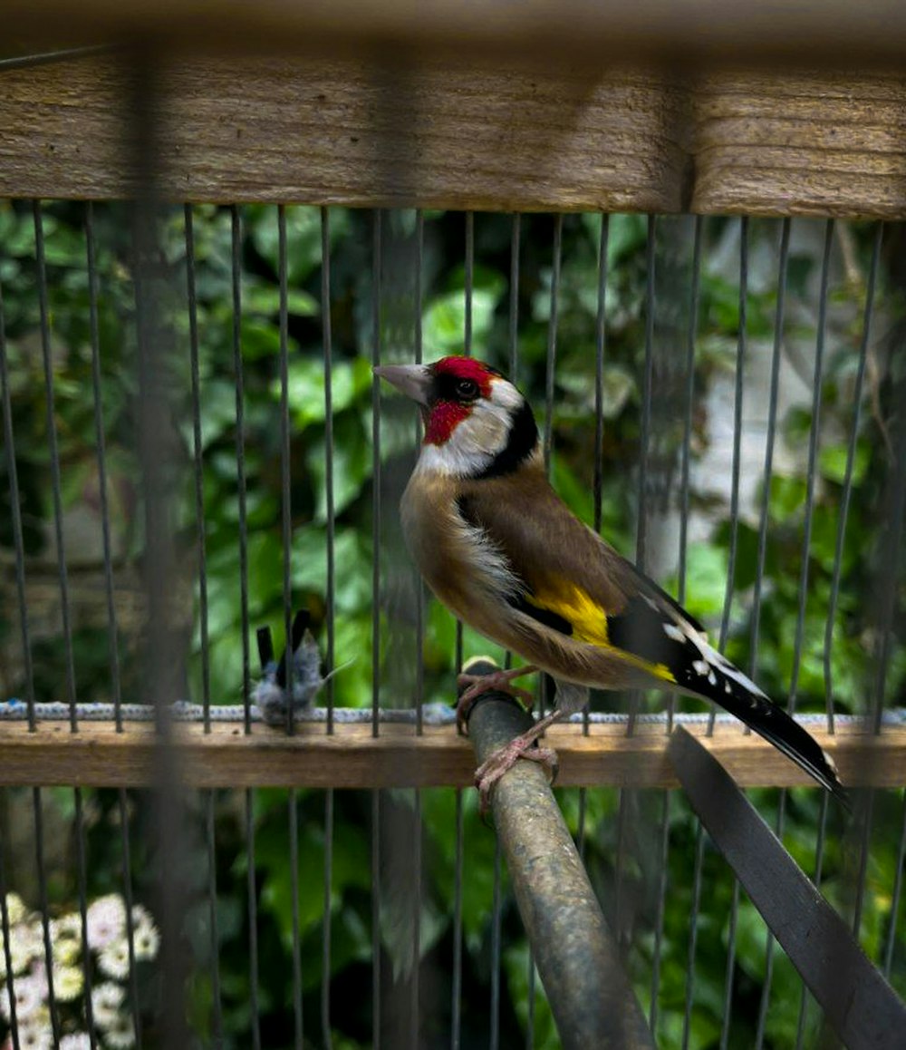 a bird sitting on a perch in a cage