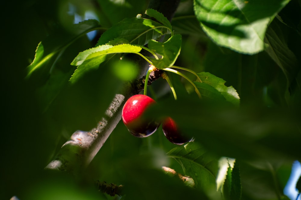 a close up of a berry on a tree branch