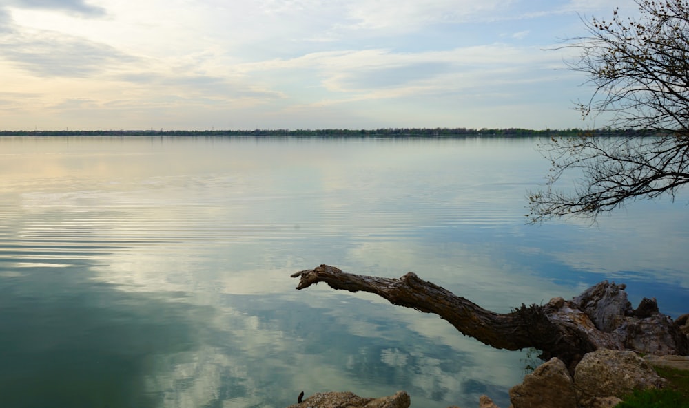 a tree branch sticking out of the water