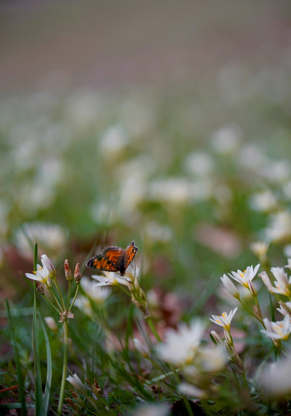 a small orange and black insect sitting on a flower