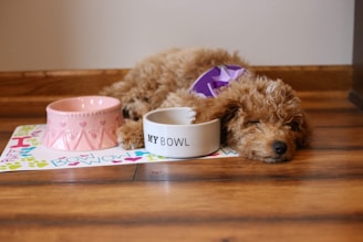 a dog laying on the floor next to a bowl of food
