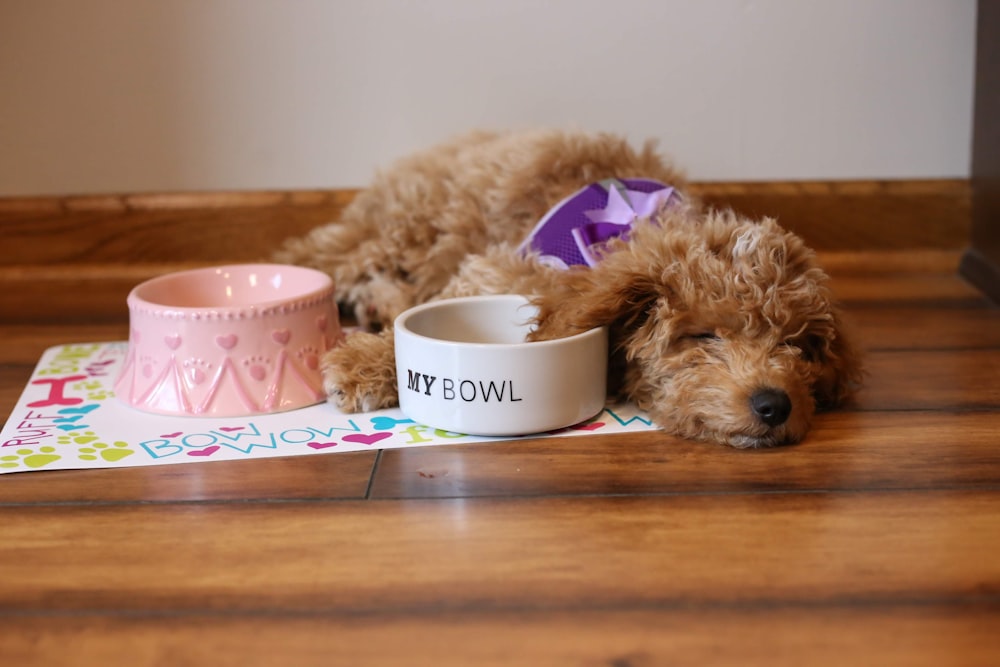 a dog laying on the floor next to a bowl of food