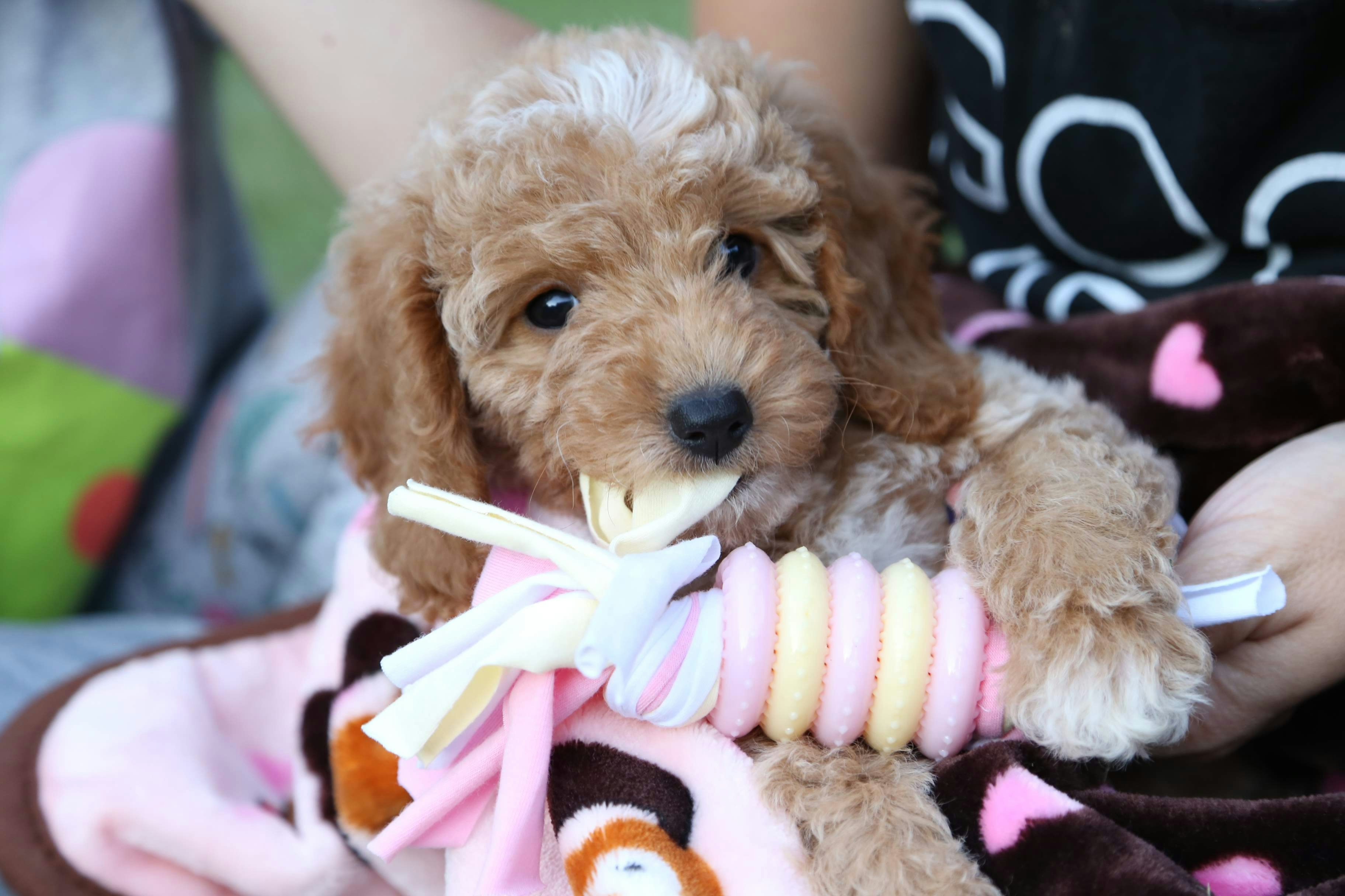 Happy dog breeder with puppies
