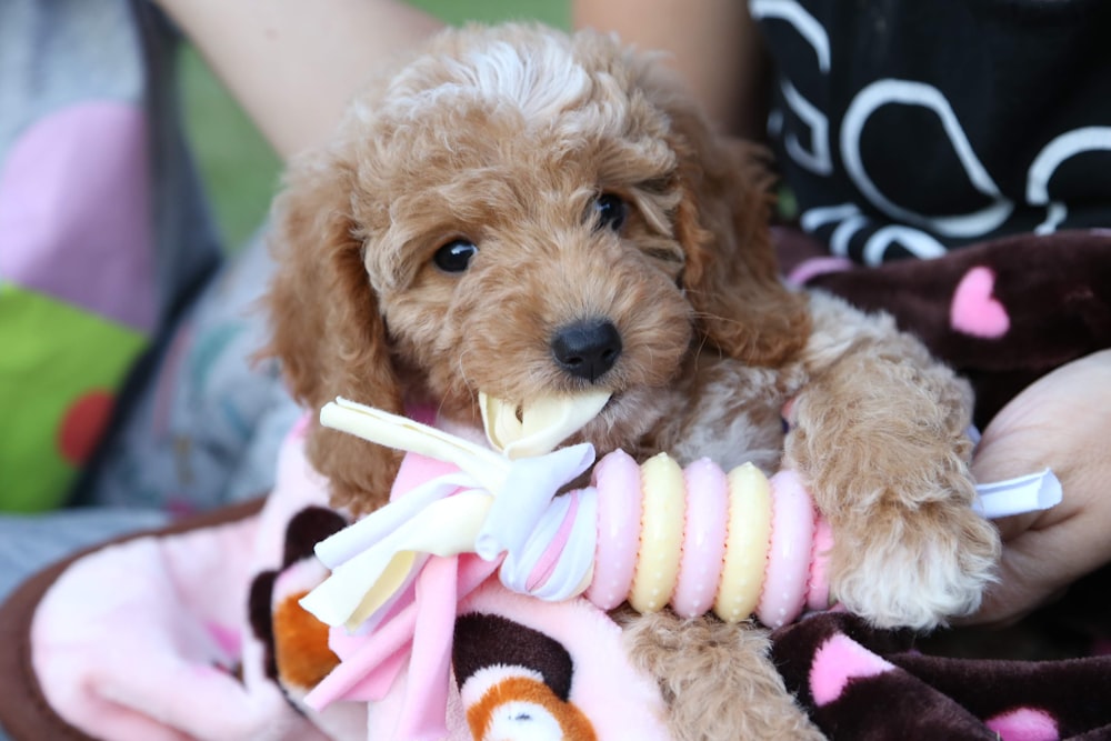 a small brown dog chewing on a toy