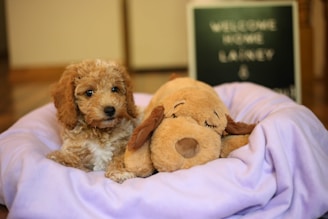 a small dog laying in a bed with a stuffed animal