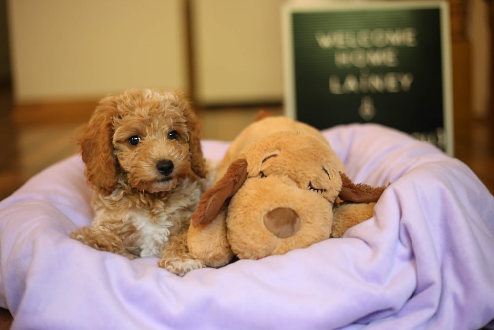 a small dog laying in a bed with a stuffed animal