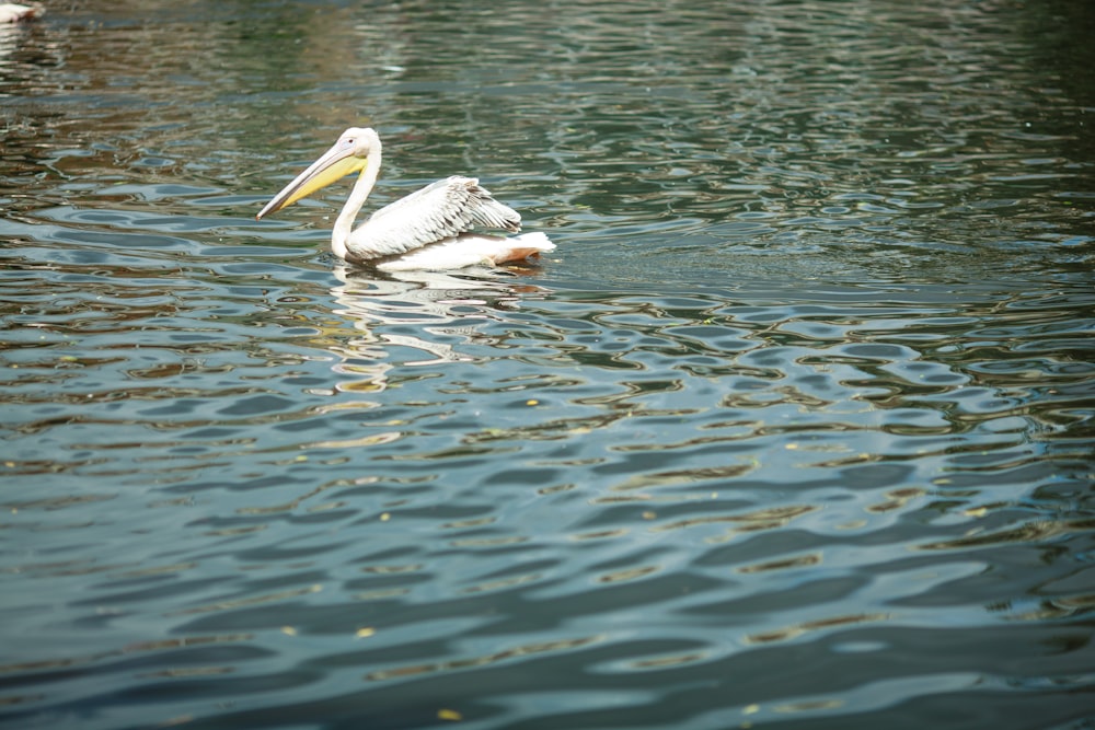 a white pelican floating on top of a body of water