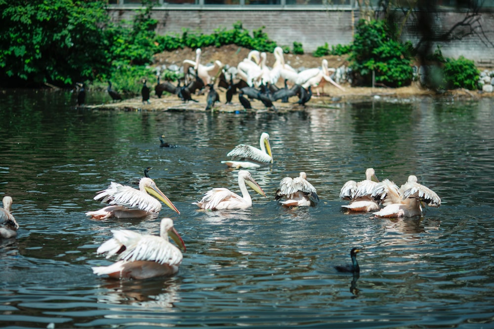 a flock of pelicans and other birds in a pond