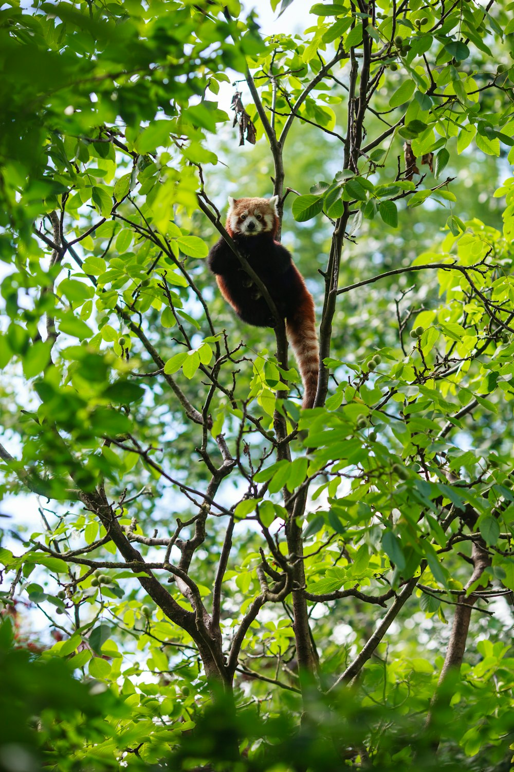 a cat sitting on top of a tree branch