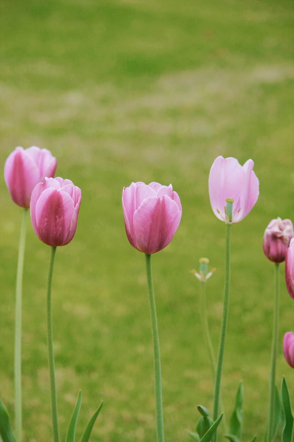 a group of pink tulips in a field