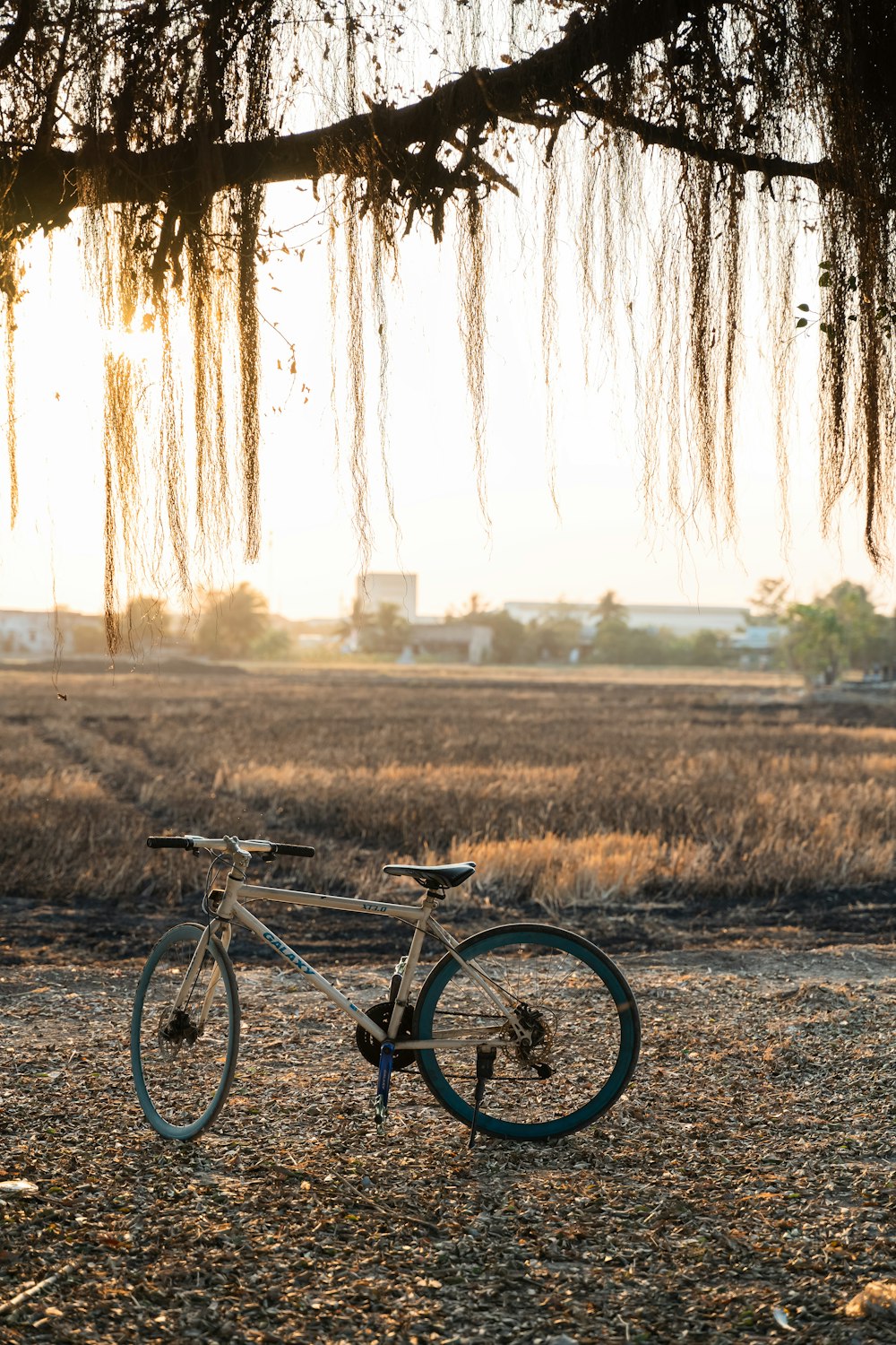 a bicycle parked under a tree in a field