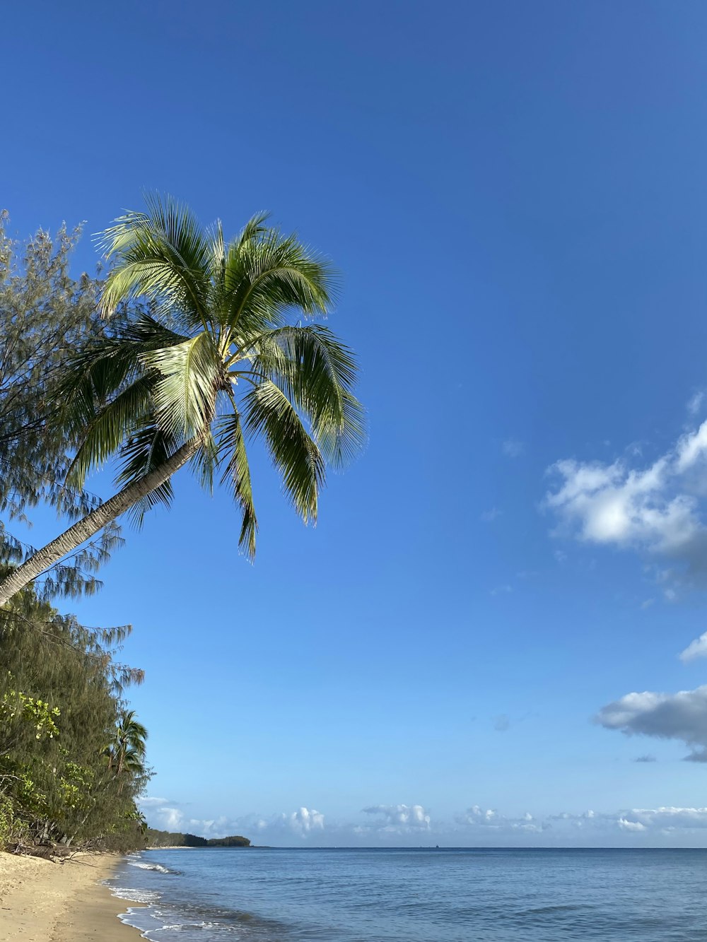 a palm tree on a beach near the ocean