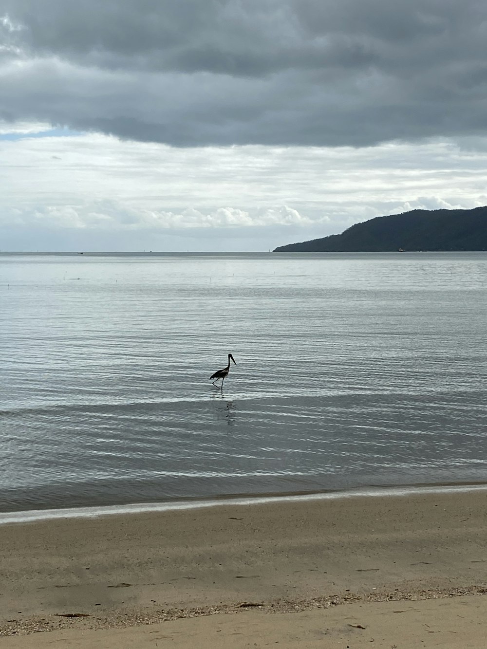 a bird standing in the water on a beach