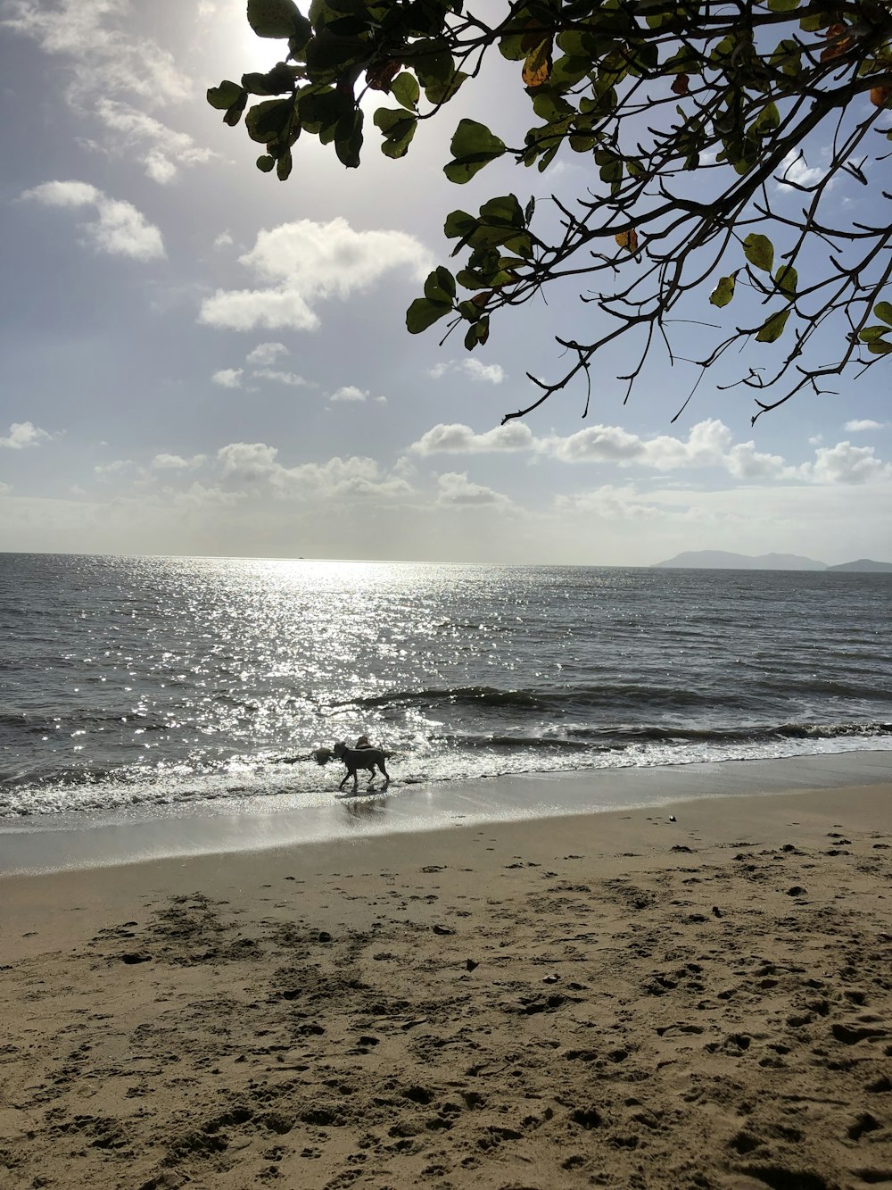 a dog running on the beach near the ocean