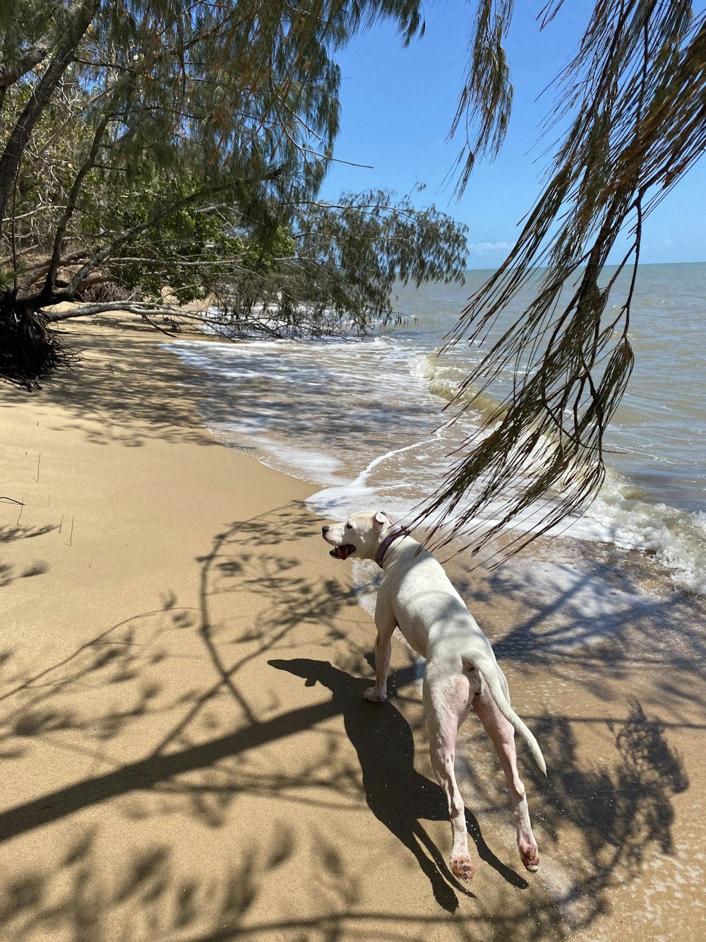 a dog on a beach near the water