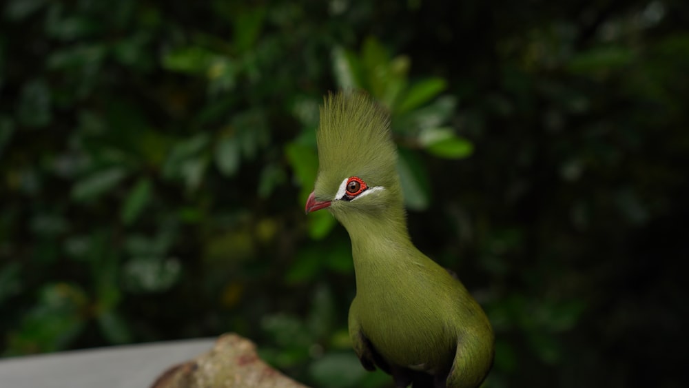 ein grüner Vogel mit rotem Schnabel, der auf einem Ast steht
