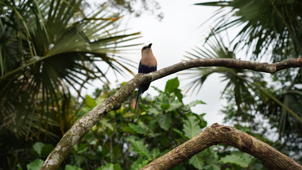 a bird is sitting on a tree branch