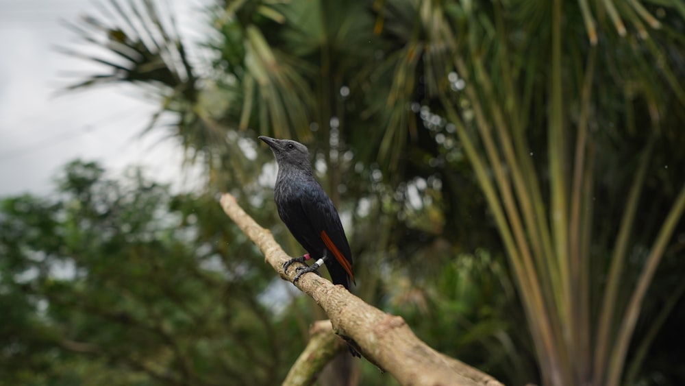 ein schwarzer Vogel sitzt auf einem Ast