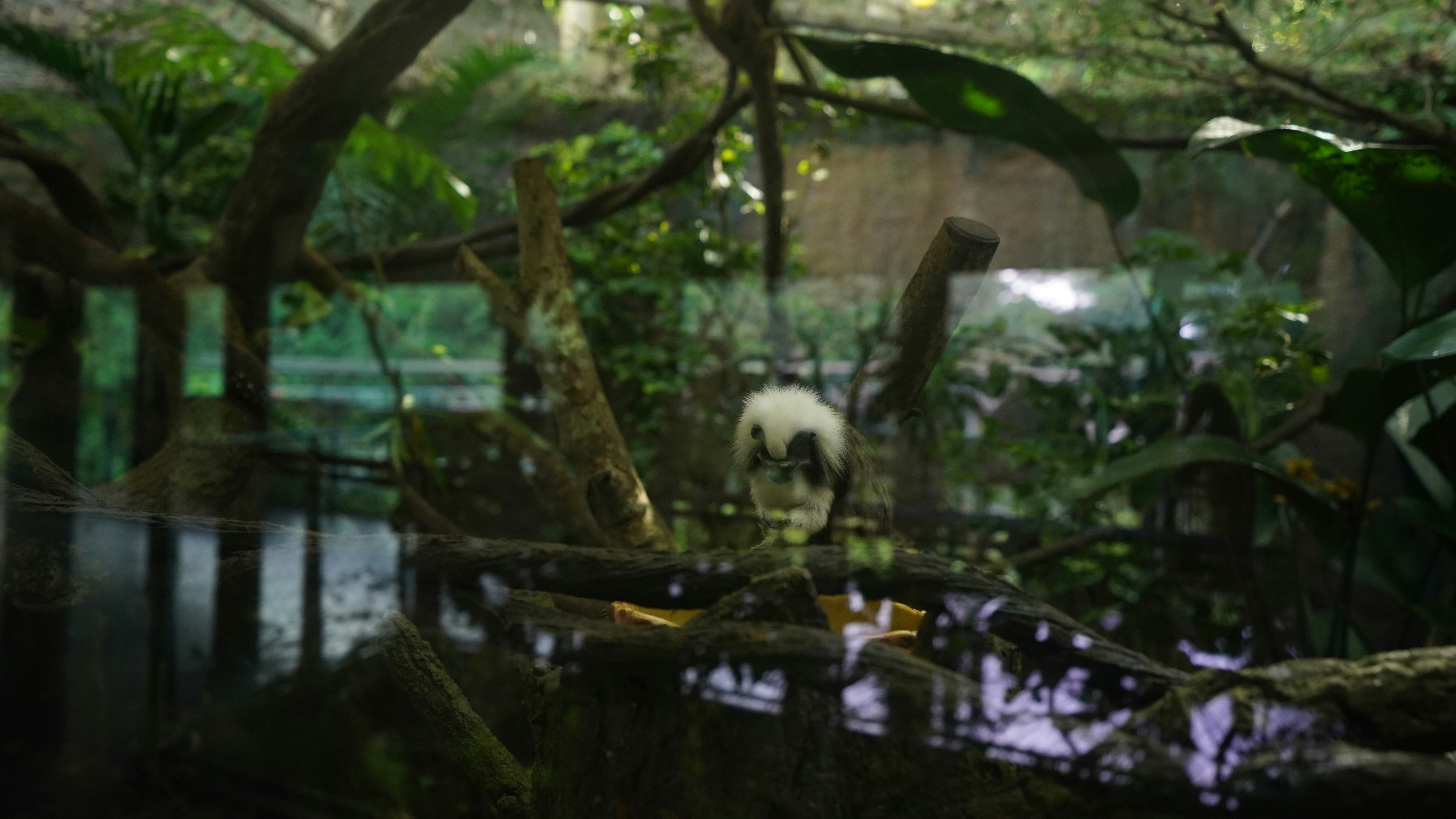 Hangzhou Zoo photo 2